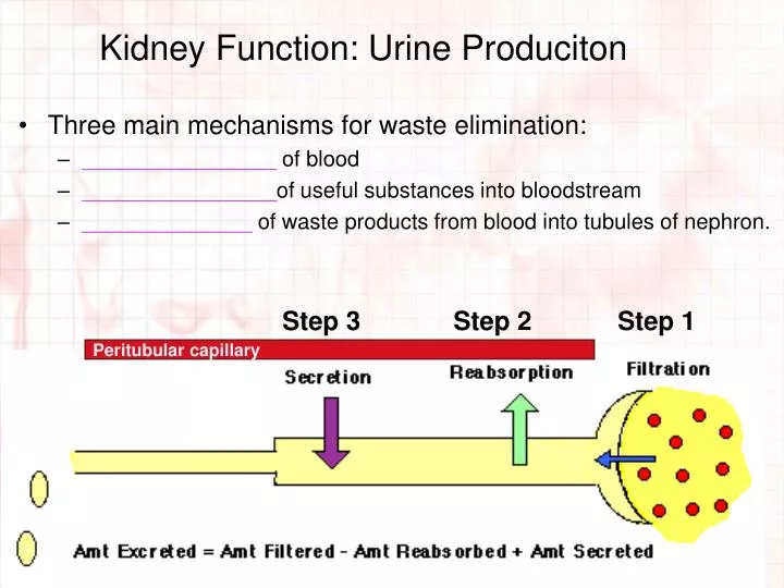 kidney function urine produciton