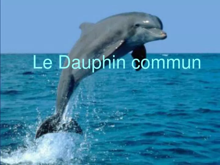 le dauphin commun