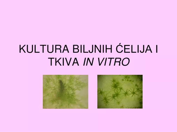 kultura biljnih elija i tkiva in vitro