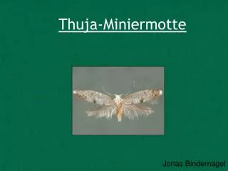 Thuja-Miniermotte
