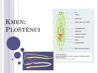 Kmen: Ploštěnci