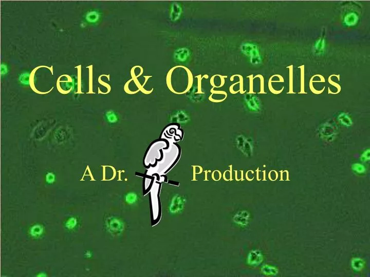 cells organelles