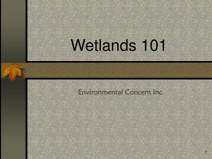 wetlands 101