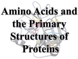 Amino Acids and the Primary Structures of Proteins