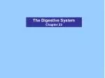 The Digestive System Chapter 23 - slide 1