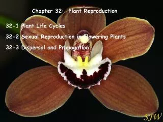 Chapter 32: Plant Reproduction