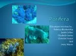 Porifera - slide 1