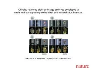 R Kuroda et al. Nature 000 , 1-5 (2009) doi:10.1038/nature08597