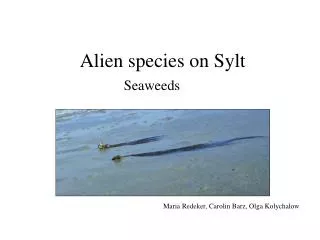 Alien species on Sylt