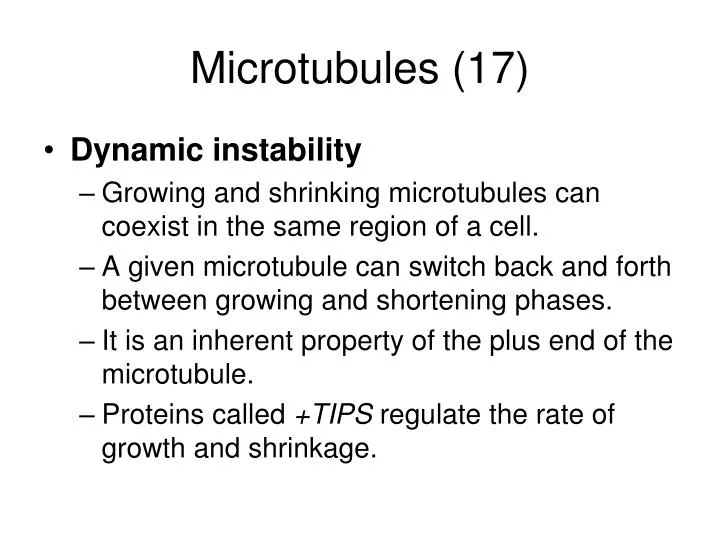 microtubules 17