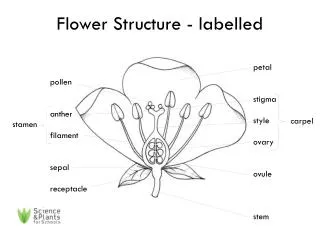 Flower Structure - labelled