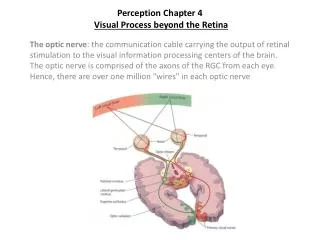 Perception Chapter 4 Visual Process beyond the Retina