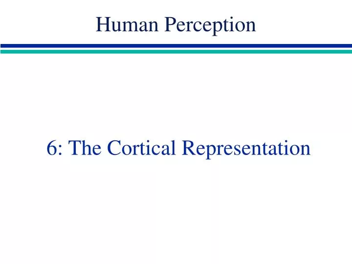 6 the cortical representation