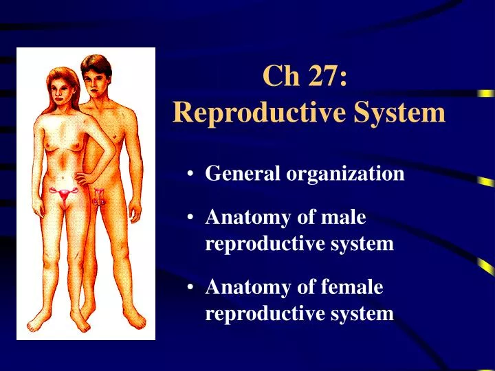 ch 27 reproductive system