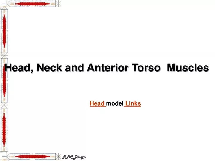 head neck and anterior torso muscles