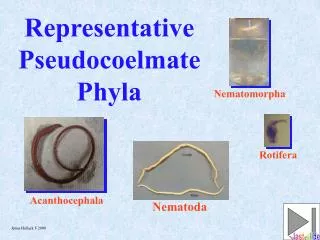 Representative Pseudocoelmate Phyla