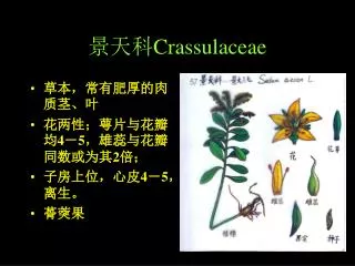 crassulaceae
