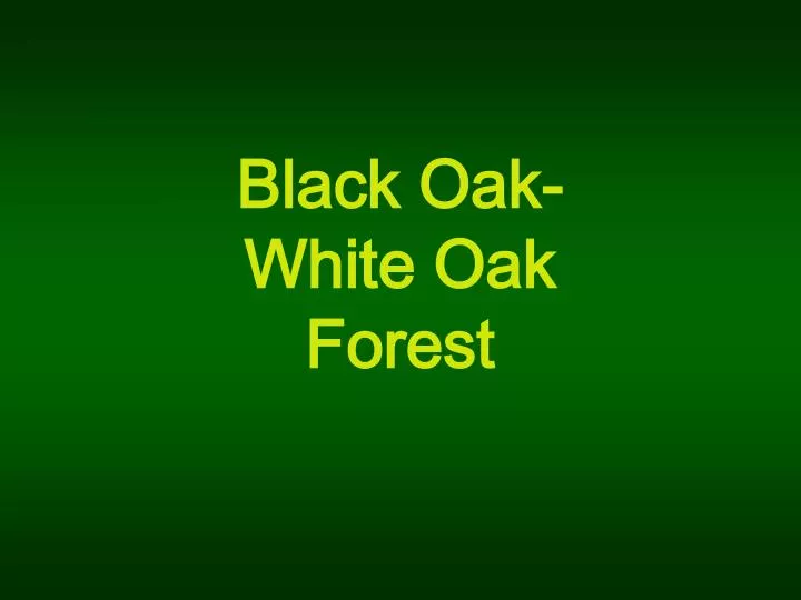 black oak white oak forest