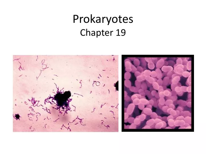 prokaryotes chapter 19