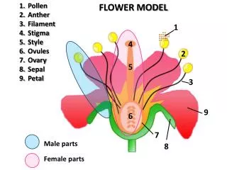 Female parts