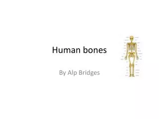 Human bones