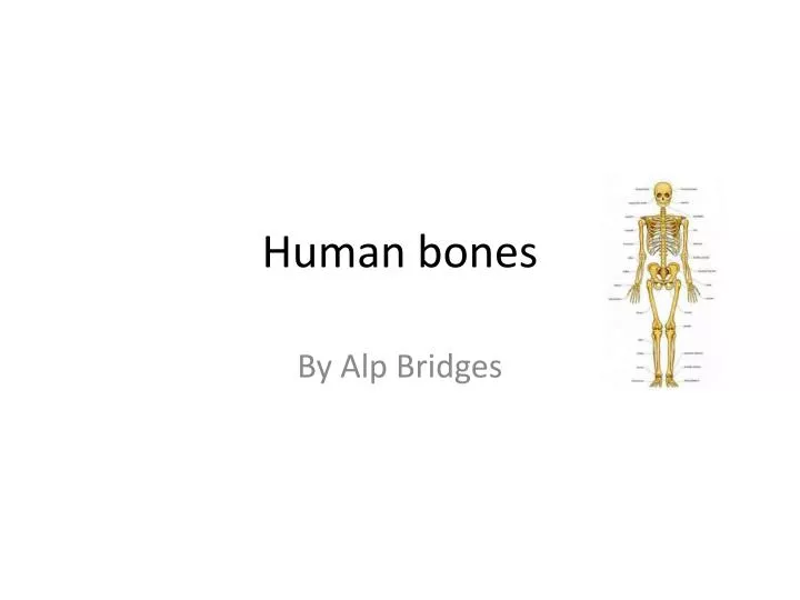 human bones