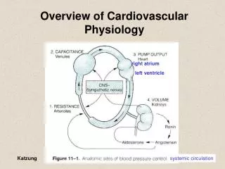 Overview of Cardiovascular Physiology