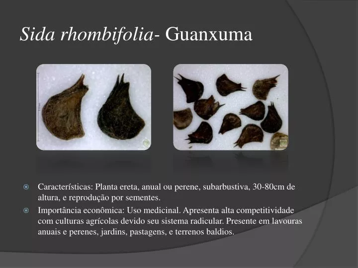 sida rhombifolia guanxuma