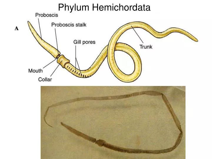 phylum hemichordata