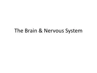 The Brain &amp; Nervous System