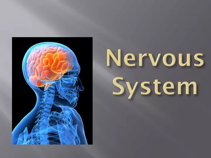 nervous system