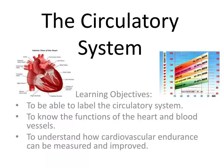 the circulatory system