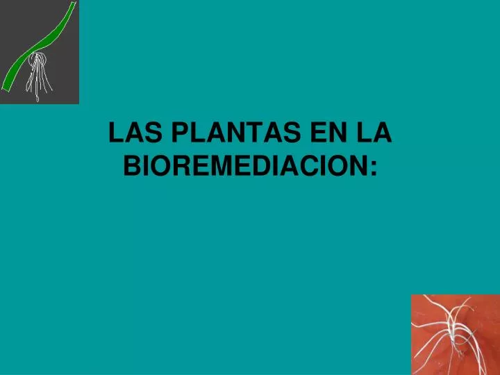 las plantas en la bioremediacion