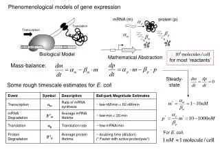 Phenomenological models of gene expression