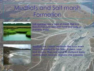 Mudflats and Salt marsh Formation