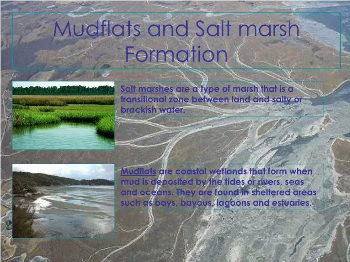 mudflats and salt marsh formation