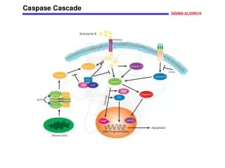 Caspase Cascade