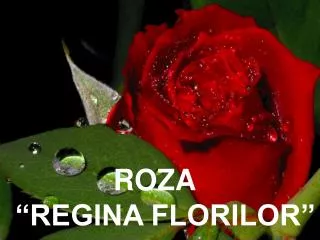 ROZA “REGINA FLORILOR”