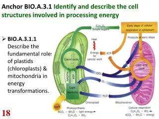 Anchor BIO.A.3.1 Identify and describe the cell structures involved in processing energy
