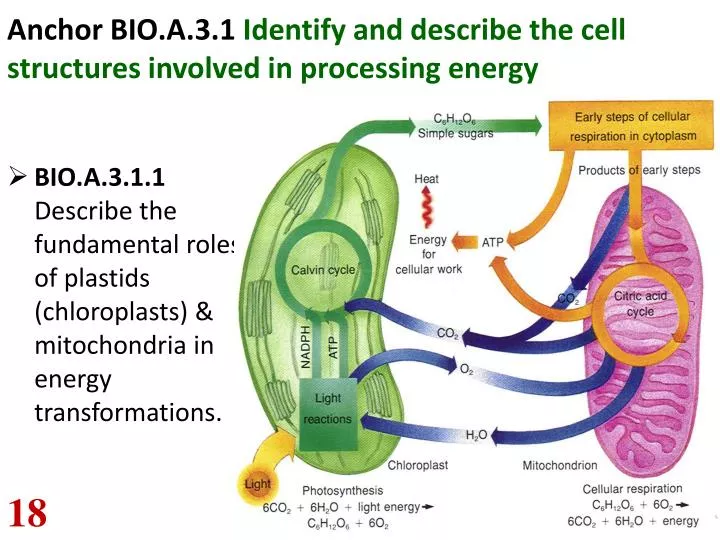 anchor bio a 3 1 identify and describe the cell structures involved in processing energy