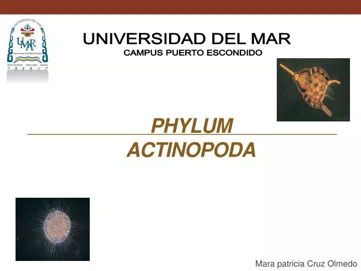 phylum actinopoda