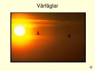 v rf glar