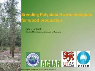 Breeding Polyploid Acacia mangium for wood production