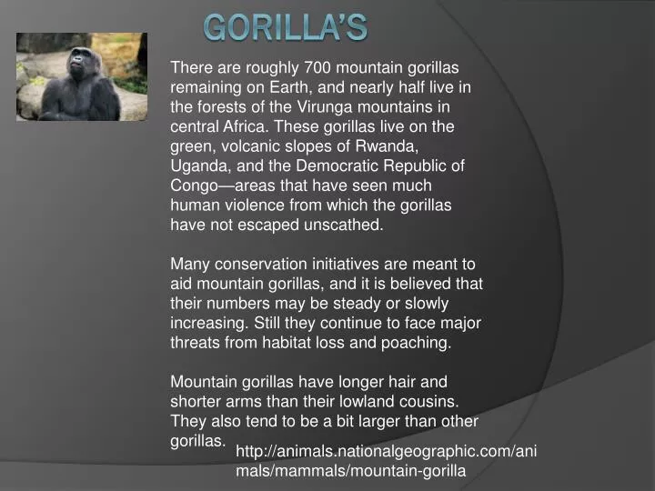 gorilla s