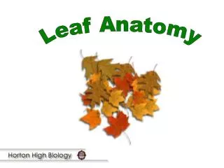 Leaf Anatomy