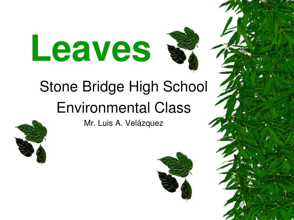 PPT - Leaves PowerPoint Presentation, free download - ID:2962316