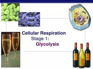 Cellular Respiration Stage 1: Glycolysis