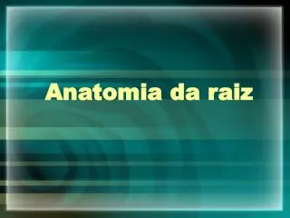anatomia da raiz
