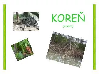 kore radix