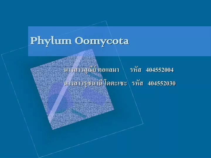 phylum oomycota